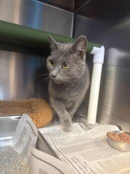 26-0427 "Meowmeow" -  Domestic Short Hair Cat for Adoption in Leavenworth, Kansas - 26-0427 "Meowmeow" | PetCurious