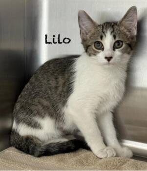 Domestic Short Hair Cats Available for Adoption in Pawleys Island, South Carolina - Lilo | PetCurious