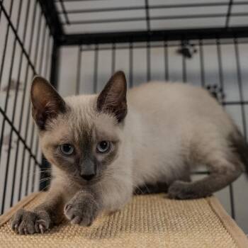 Domestic Short Hair and Siamese Cats Available for Adoption in Pawling, New York - Ivan | PetCurious