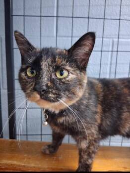 Chloe -  Domestic Short Hair Cat for Adoption in Bryan, Ohio - Chloe | PetCurious