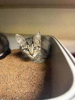 Clover -  Domestic Short Hair Cat for Adoption in Osseo, Michigan - Clover | PetCurious