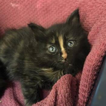 Asajj Ventress -  Domestic Short Hair Cat for Adoption in Westland, Michigan - Asajj Ventress | PetCurious