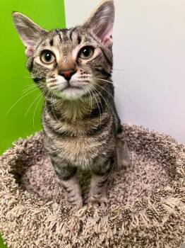 Albatross -  Domestic Short Hair Cat for Adoption in Jackson, Tennessee - Albatross | PetCurious