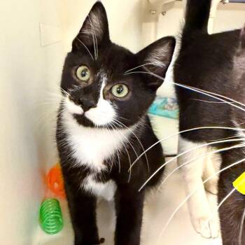 Buttons -  Domestic Short Hair Cat for Adoption in Woodinville, Washington - Buttons | PetCurious