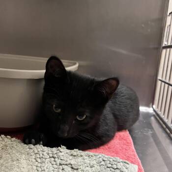 Scrabble -  Domestic Short Hair Cat for Adoption in Sonoma, California - Scrabble | PetCurious