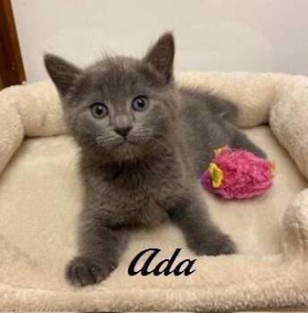 Domestic Short Hair Cats Available for Adoption in Southern Pines, North Carolina - Ada | PetCurious