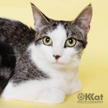 Little Mama -  Domestic Short Hair Cat for Adoption in Crescent, Oklahoma - Little Mama | PetCurious