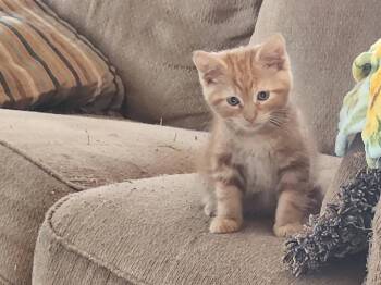 Bolvar -  Domestic Long Hair Cat for Adoption in Parkville, Maryland - Bolvar | PetCurious