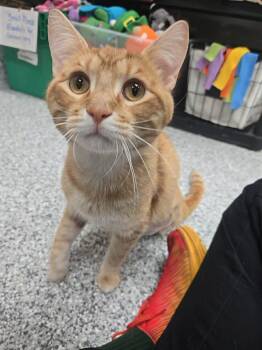 Tim Curry -  Domestic Short Hair Cat for Adoption in Blaine, Minnesota - Tim Curry | PetCurious