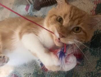 Oliver -  Domestic Short Hair Cat for Adoption in Brantford, Ontario - Oliver | PetCurious
