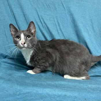 Rescue Domestic Short Hair Cats for Adoption in Waterloo, Iowa - Herbert | PetCurious
