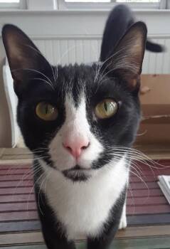 Rescue Domestic Short Hair Cats for Adoption in Atlanta, Georgia - Joey | PetCurious