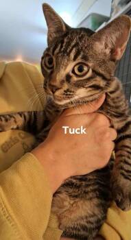 Domestic Short Hair Cats Available for Adoption in Nucla, Colorado - Tuck (Toots) | PetCurious