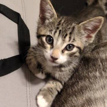 Xpresso 20 -  Domestic Short Hair Cat for Adoption in Austin, Texas - Xpresso 20 | PetCurious