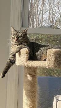 Lucy Lee -  Tabby Cat for Adoption in Cary, North Carolina - Lucy Lee | PetCurious