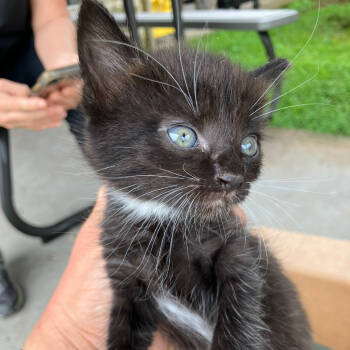 Rescue Domestic Short Hair Cats for Adoption in Volcano, Hawaii - Frankie (COH-A-65078) | PetCurious