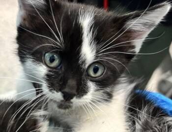Harry -  Domestic Short Hair Cat for Adoption in Golden, Colorado - Harry | PetCurious