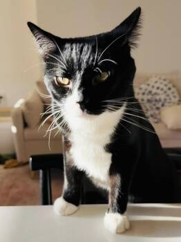 Winston -  Domestic Short Hair Cat for Adoption in Hoboken, New Jersey - Winston | PetCurious