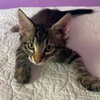 Sandman -  Domestic Short Hair Cat for Adoption in Wichita, Kansas - Sandman | PetCurious