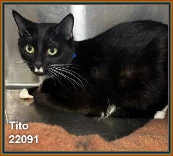 TITO (see also ODESSA) -  Domestic Short Hair Cat for Adoption in Marietta, Georgia - TITO (see Also ODESSA) | PetCurious