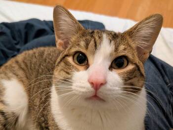 Domestic Short Hair Cats Available for Adoption - Carter (bonded With Grayson) | PetCurious
