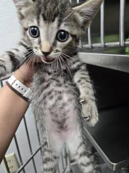 JUNE -  Domestic Short Hair Cat for Adoption in Killeen, Texas - JUNE | PetCurious