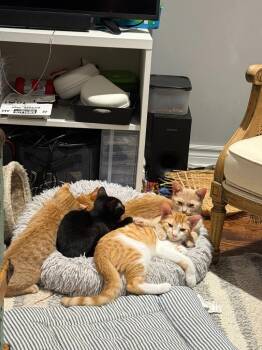 Mochi -  Domestic Short Hair Cat for Adoption in Arthur, Ontario - Mochi | PetCurious