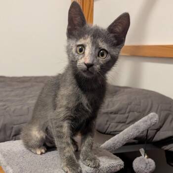 Domestic Short Hair Cats Available for Adoption in Los Angeles, California - Mary | PetCurious