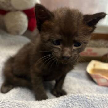 Darkness -  Domestic Short Hair Cat for Adoption in Yuma, Arizona - Darkness | PetCurious