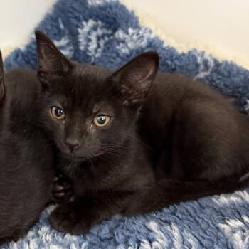 Shadow -  Domestic Short Hair Cat for Adoption in Oakland, California - Shadow | PetCurious