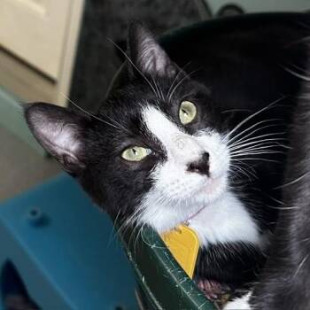 Sarah - Cuteness and Fun -  Tuxedo Cat for Adoption in Hoquiam, Washington - Sarah - Cuteness And Fun | PetCurious