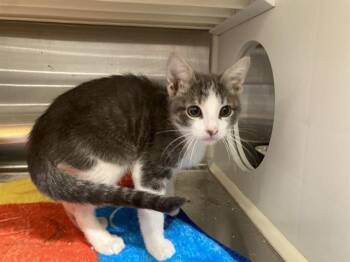 LIVINGSTON -  Domestic Short Hair Cat for Adoption in Tustin, California - LIVINGSTON | PetCurious
