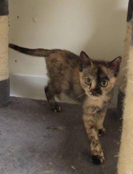 VALENTINE -  Domestic Short Hair Cat for Adoption in Sandusky, Ohio - VALENTINE | PetCurious