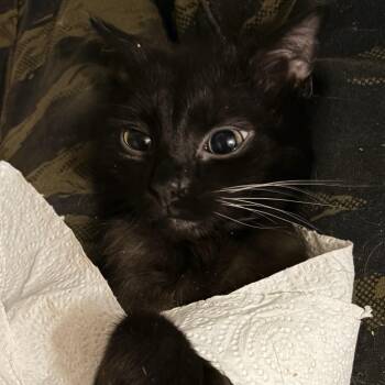 Boober Whiskers -  American Shorthair Cat for Adoption in Newark Valley, New York - Boober Whiskers | PetCurious