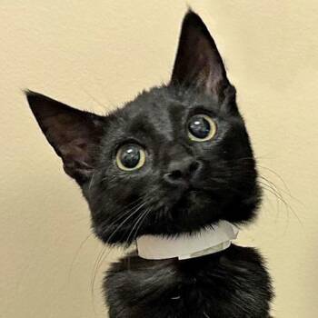 Domestic Short Hair Cats Available for Adoption - Wednesday Sunshine | PetCurious