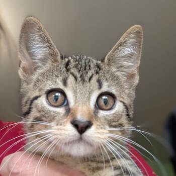 Domestic Short Hair Cats Available for Adoption in Calverton, New York - Sneezy | PetCurious