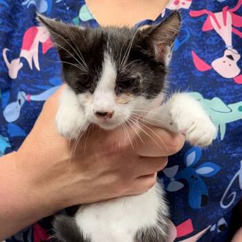 Seaweed -  Domestic Short Hair Cat for Adoption in Trenton, New Jersey - Seaweed | PetCurious