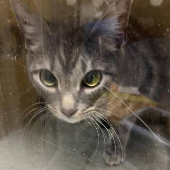 Mushroom -  Domestic Short Hair Cat for Adoption in Philadelphia, Pennsylvania - Mushroom | PetCurious