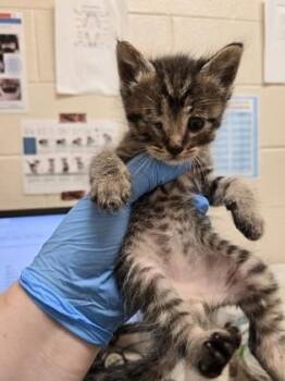 Cosmo -  Domestic Short Hair Cat for Adoption in Westland, Michigan - Cosmo | PetCurious
