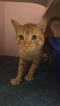 Harry -  Domestic Short Hair Cat for Adoption in Charleston, South Carolina - Harry | PetCurious