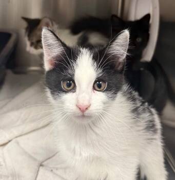 Clover -  Domestic Medium Hair Cat for Adoption in Yankton, South Dakota - Clover | PetCurious