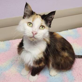 Calico Cats Available for Adoption in Marshfield, Wisconsin - Pom Pom | PetCurious