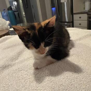 Callie -  Domestic Short Hair and Calico Cat for Adoption in Rochester Hills, Michigan - Callie | PetCurious