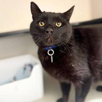Domestic Short Hair Cats Available for Adoption in Aurora, Colorado - SALTY | PetCurious