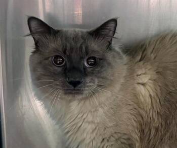 Rescue Ragdoll Cats for Adoption in Olathe, Kansas - ABLE | PetCurious