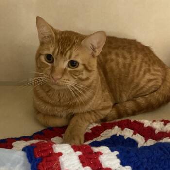 Rescue Domestic Short Hair Cats for Adoption in Westminster, California - Conan O'Brien | PetCurious