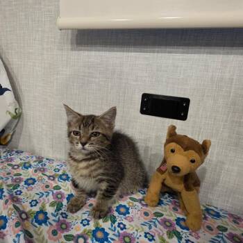 Corn -  Domestic Short Hair Cat for Adoption in Chattanooga, Tennessee - Corn | PetCurious