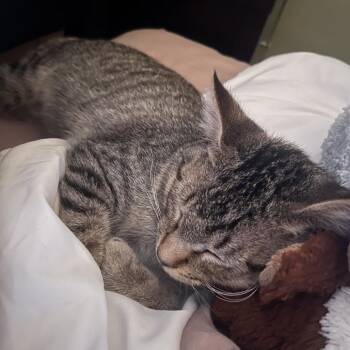 Vinci -  Domestic Short Hair Cat for Adoption in Chicago, Illinois - Vinci | PetCurious