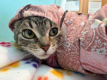 FF2 Lorelei -  Domestic Short Hair Cat for Adoption in Ashland, Wisconsin - FF2 Lorelei | PetCurious