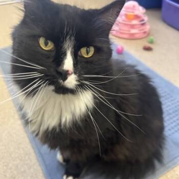 Rescue Domestic Medium Hair and Domestic Short Hair Cats for Adoption in East Montpelier, Vermont - Easton | PetCurious